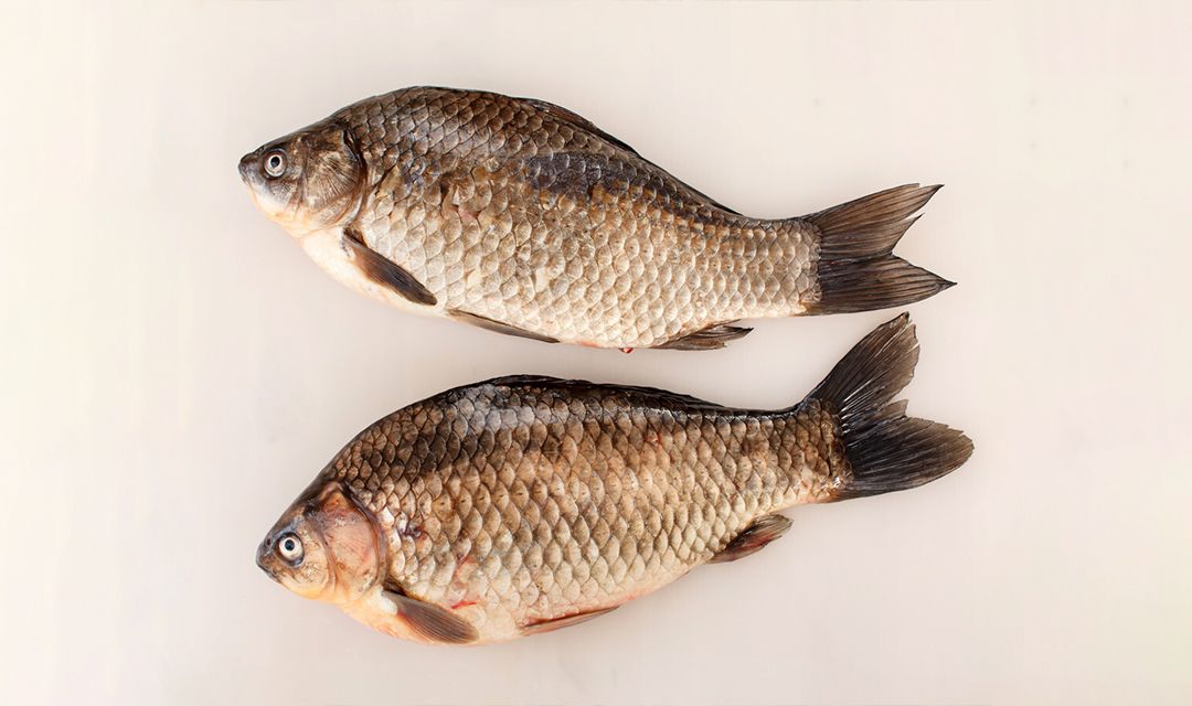 Нарушение Технического регламента Таможенного союза при исследовании проб рыбы