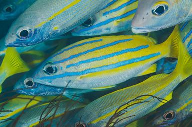1 сентября 2017 года вступает в силу регламент на рыбную продукцию