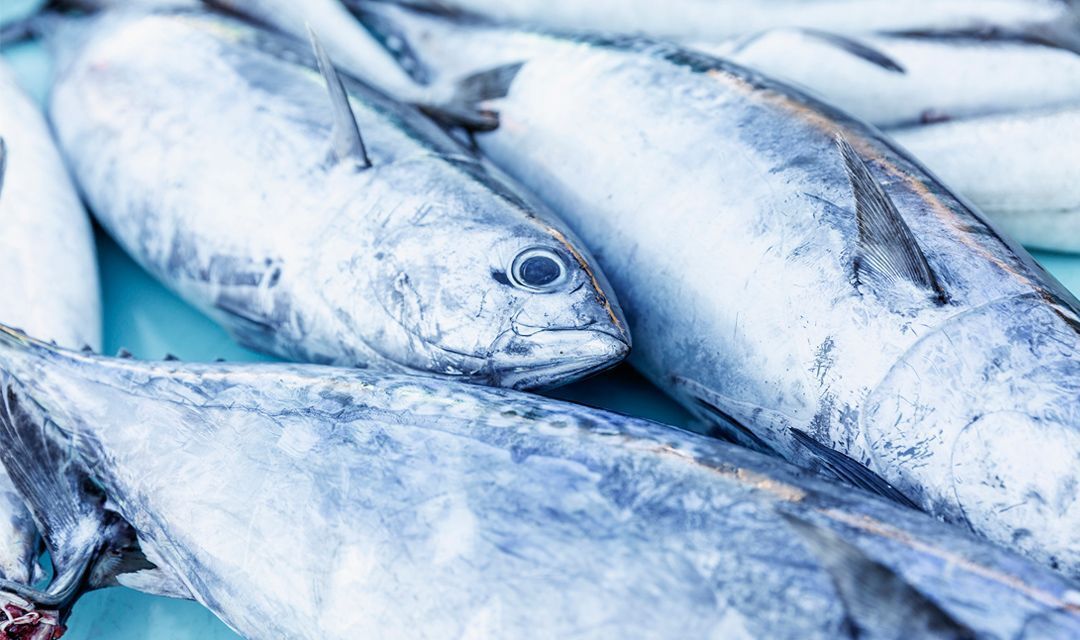 Повышенное содержание токсического элемента «кадмий» в рыбе